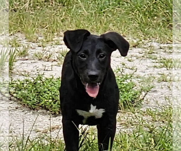 Medium Photo #11 German Shepherd Dog-Unknown Mix Puppy For Sale in Royal Palm Beach, FL, USA