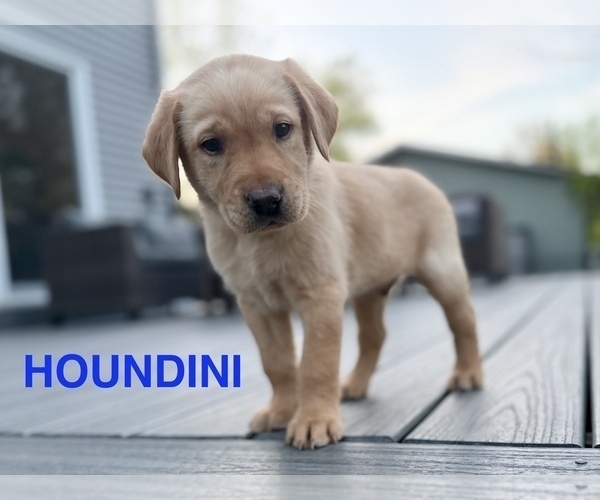 Medium Photo #4 Labrador Retriever Puppy For Sale in EAGAN, MN, USA