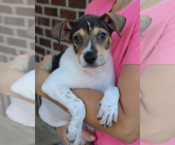 Medium Photo #2 Labrador Retriever-Unknown Mix Puppy For Sale in Prattville, AL, USA