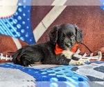 Small Photo #4 Cocker Spaniel-Unknown Mix Puppy For Sale in CHRISTIANA, PA, USA