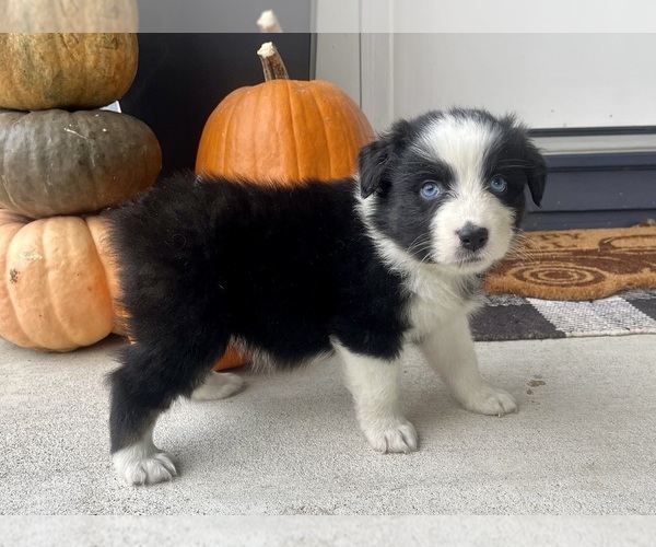 Medium Photo #9 Australian Shepherd Puppy For Sale in LODA, IL, USA