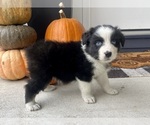 Small Photo #9 Australian Shepherd Puppy For Sale in LODA, IL, USA