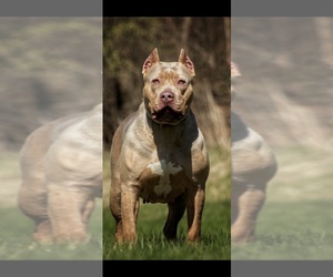 Mother of the American Bully puppies born on 10/24/2021