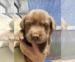 Labrador Retriever Puppy for sale in ROYAL CITY, WA, USA