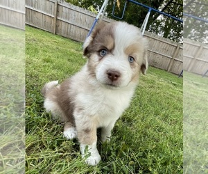 Miniature Australian Shepherd Puppy for Sale in ORONOGO, Missouri USA