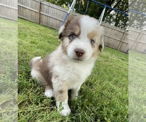 Miniature Australian Shepherd Puppy for sale in ORONOGO, MO, USA