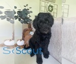 Small Photo #1 Goldendoodle Puppy For Sale in MOUNT AIRY, NC, USA