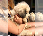 Small Photo #2 Great Pyrenees Puppy For Sale in STAYTON, OR, USA