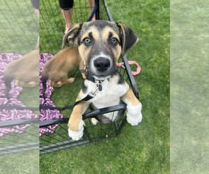 Siberian Husky-Unknown Mix Dogs for adoption in Germantown, OH, USA