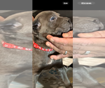 Puppy Ocean Cane Corso