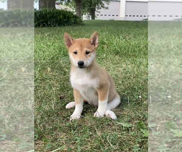 Medium Photo #1 Shiba Inu Puppy For Sale in CANOGA, NY, USA