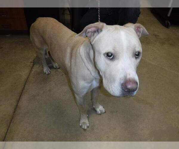 Medium Photo #1 American Pit Bull Terrier Puppy For Sale in Sanford, FL, USA