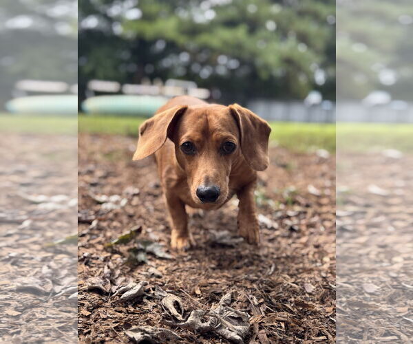 Medium Photo #1 Dachshund Puppy For Sale in Forest, VA, USA