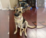 Small #2 German Shepherd Dog