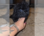Small #12 Poodle (Toy)