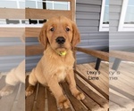 Small #6 Golden Retriever