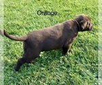 Small #3 Labrador Retriever