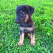 Small German Shepherd Dog