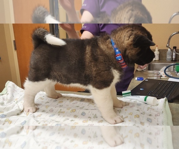 Medium Photo #1 Akita Puppy For Sale in LAKEBAY, WA, USA