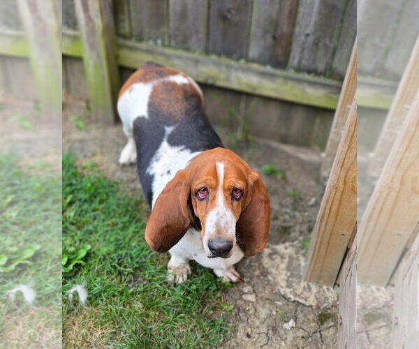 Medium Photo #1 Basset Hound Puppy For Sale in Brookville, OH, USA