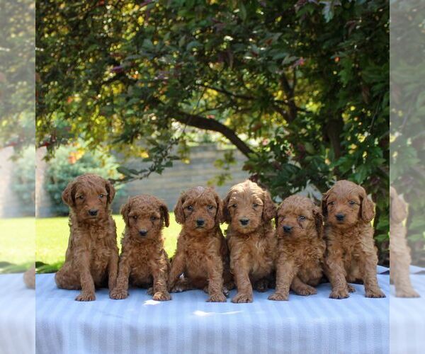 Medium Photo #2 Goldendoodle Puppy For Sale in EAST EARL, PA, USA