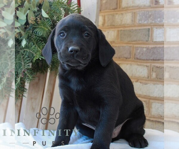 Medium Photo #3 Labrador Retriever Puppy For Sale in JONESTOWN, PA, USA