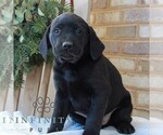 Small #2 Labrador Retriever