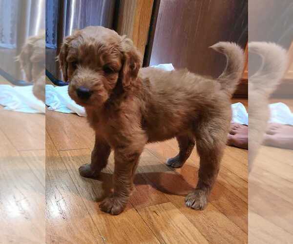 Medium Photo #7 Goldendoodle Puppy For Sale in CHARLESTON, SC, USA