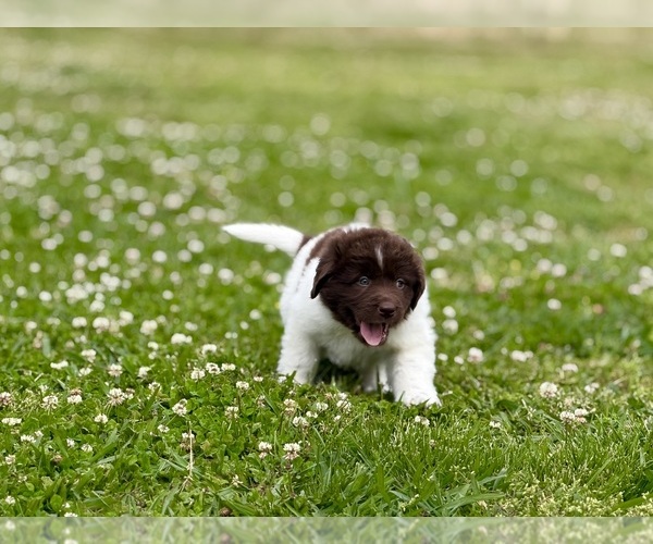 Medium Photo #14 Newfoundland Puppy For Sale in BRADYVILLE, TN, USA