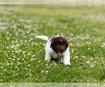Small Photo #14 Newfoundland Puppy For Sale in BRADYVILLE, TN, USA