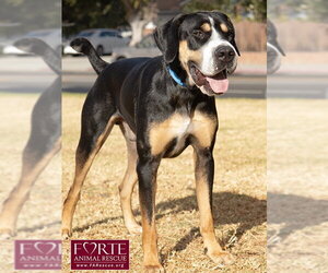 Milton - Male Greater Swiss Mountain Dog Dog for Adoption - Photo #10