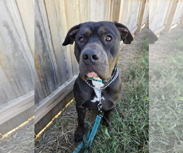 Medium Photo #1 American Staffordshire Terrier-Unknown Mix Puppy For Sale in Bardstown, KY, USA