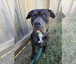 Small American Staffordshire Terrier Mix