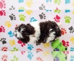 Small #4 ShihPoo