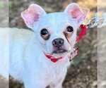 Small #3 Chihuahua Mix