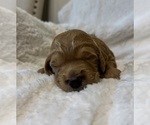 Small #10 Goldendoodle
