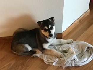 Siberian Husky Puppy for sale in LYNDEN, WA, USA