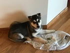 Small Photo #1 Siberian Husky Puppy For Sale in LYNDEN, WA, USA