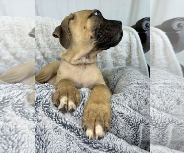 Medium Photo #3 Mutt Puppy For Sale in Goodyear, AZ, USA