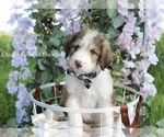Puppy Graham Bordoodle