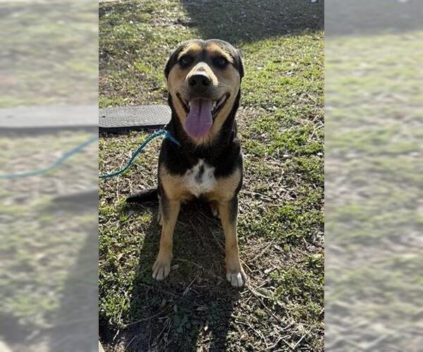 Medium Photo #1 German Shepherd Dog Puppy For Sale in Houston, TX, USA