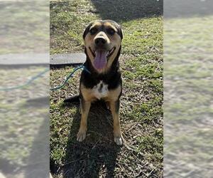 German Shepherd Dog Dog for Adoption in Houston, Texas USA