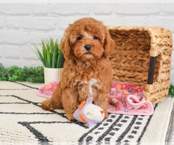 Medium Photo #1 Cavapoo (Miniature) Puppy For Sale in SYRACUSE, IN, USA