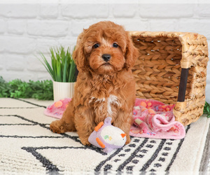 Cavapoo (Miniature) Puppy for sale in SYRACUSE, IN, USA