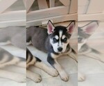 Small Photo #1 Siberian Husky Puppy For Sale in FREMONT, IN, USA