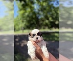 Puppy Puppy 1 Shih Tzu