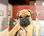 Puppy Puppy 4 yellow Bullmastiff