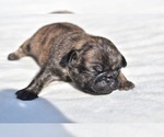 Small #5 Pug