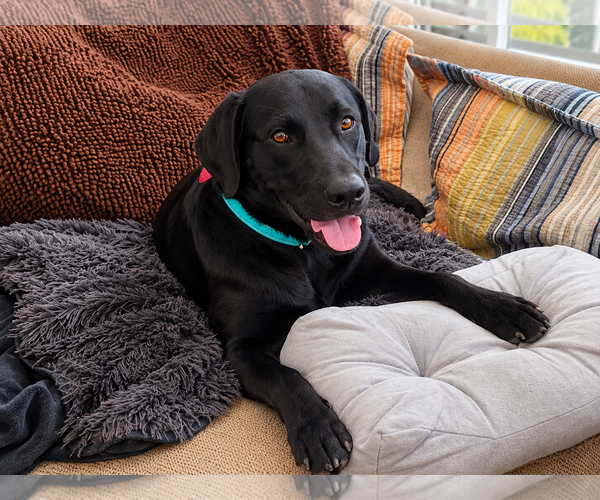 Medium Photo #4 Labrador Retriever Puppy For Sale in Clovis, CA, USA