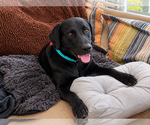 Small #3 Labrador Retriever